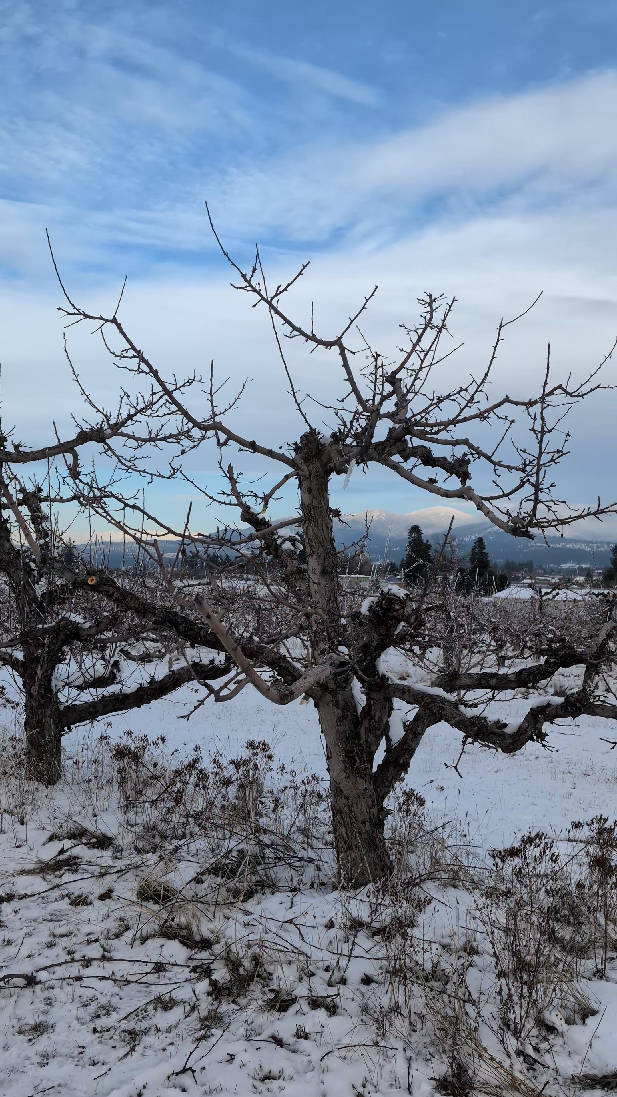 How I Prune My Orchard: A Practical Guide On How To Prune Fruit Trees
