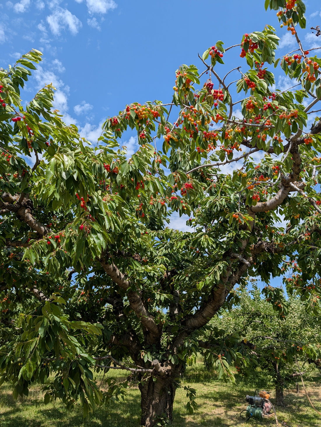 Cherries at the Cherry Shack Orchard On Green Bluff