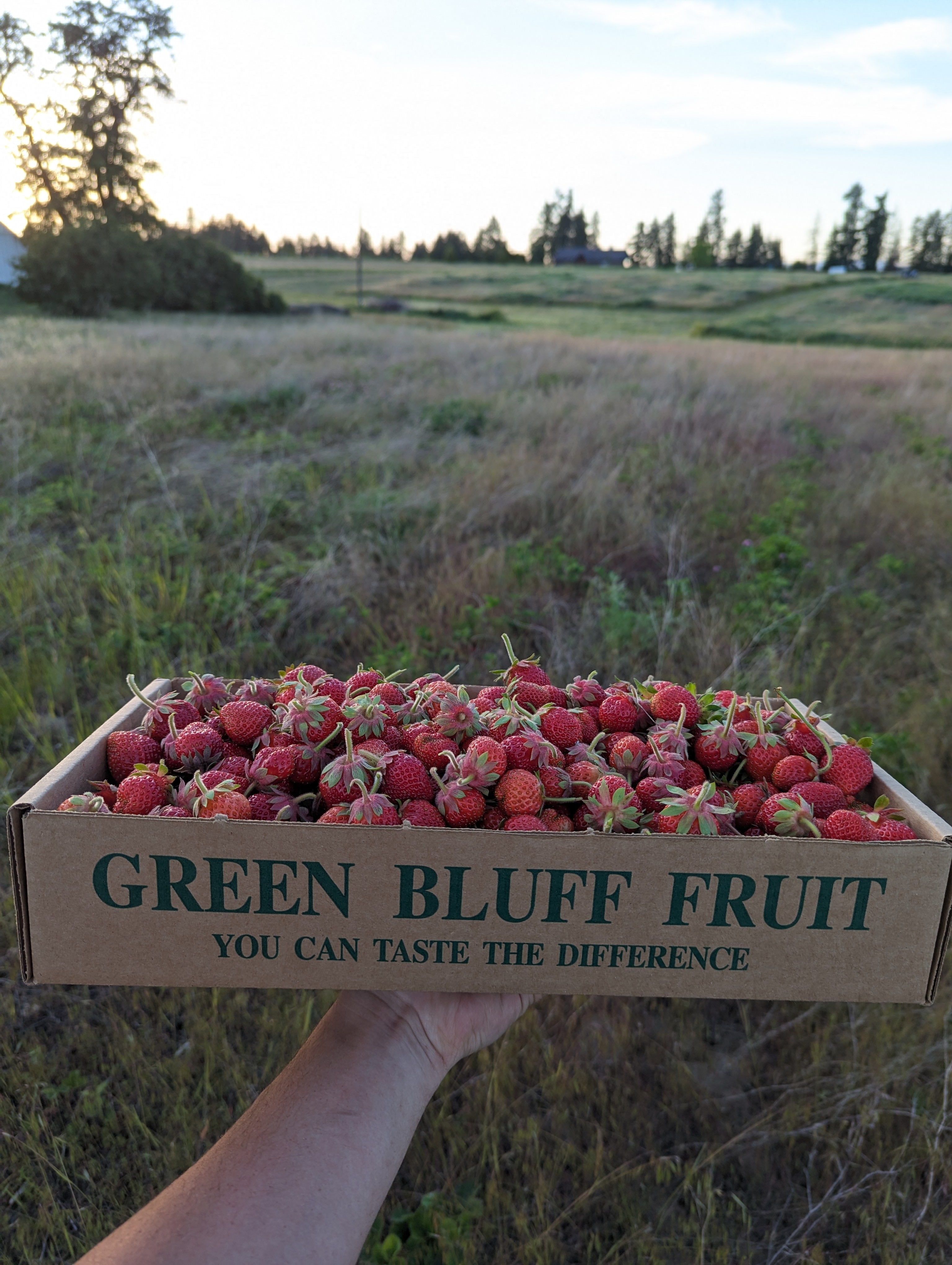 Tree To Me - Green Bluff